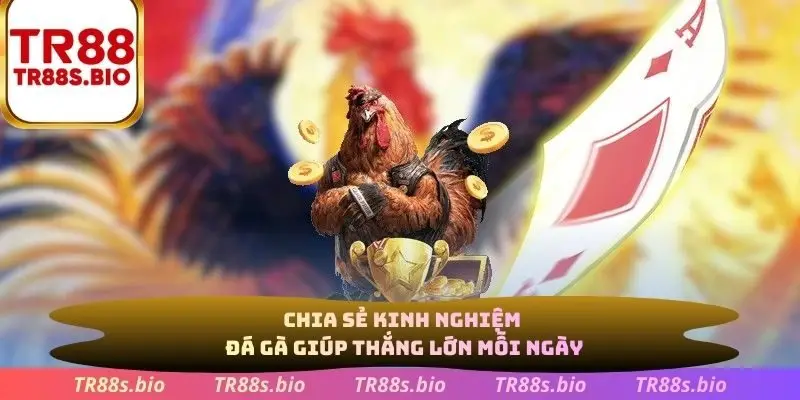 Chia sẻ kinh nghiệm đá gà giúp thắng lớn mỗi ngày