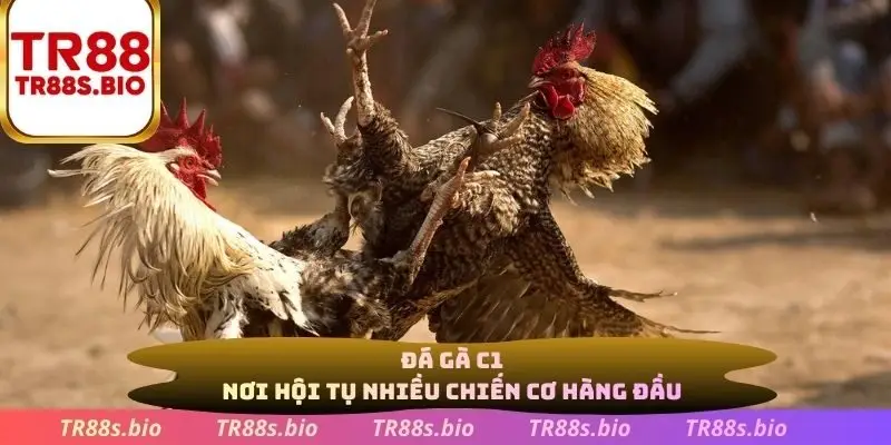 Đá gà C1 nơi hội tụ nhiều chiến kê hàng đầu