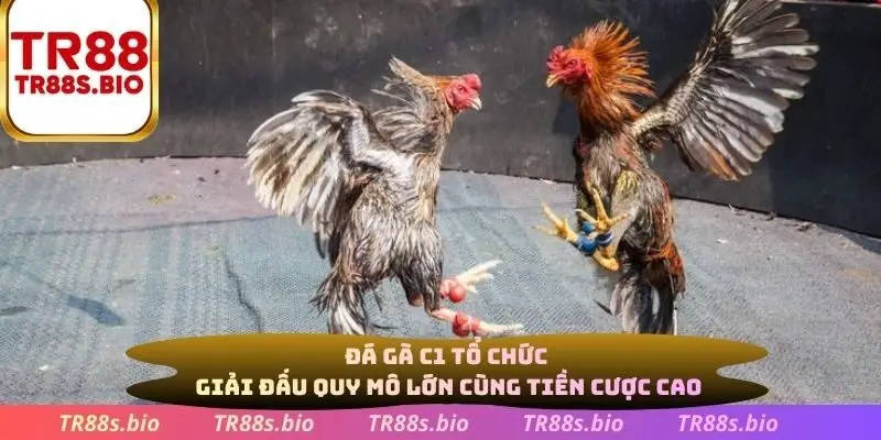 Đá gà C1 tổ chức giải đấu quy mô lớn cùng tiền cược cao