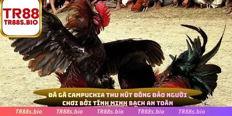 Đá gà Campuchia thu hút đông đảo người chơi bởi tính minh bạch, an toàn