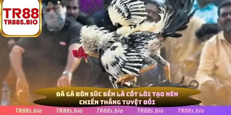 Đá gà đòn sức bền là cốt lõi tạo nên chiến thắng tuyệt đối