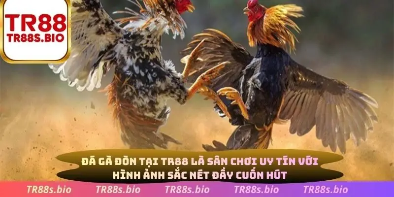 Đá gà đòn tại TR88 là sân chơi uy tín với hình ảnh sắc nét đầy cuốn hút