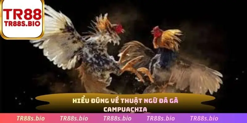 Hiểu đúng về thuật ngữ đá gà Campuchia