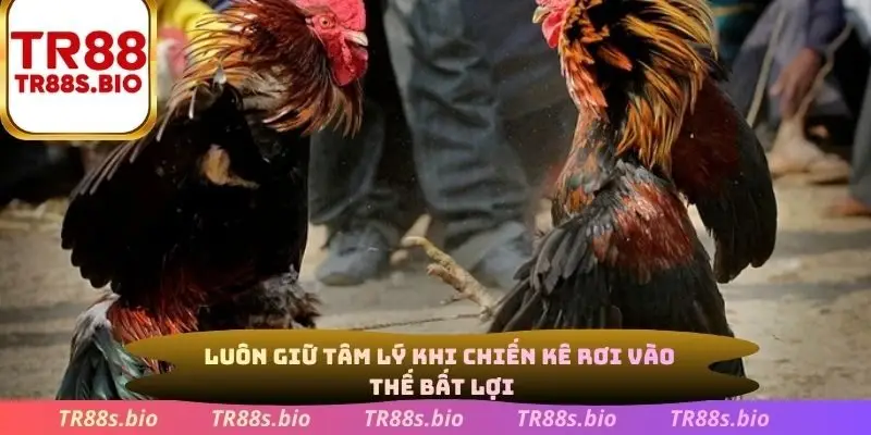 Luôn giữ tâm lý khi chiến kê rơi vào thế bất lợi