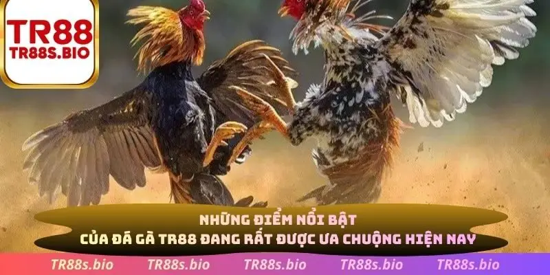 Những điểm nổi bật của đá gà TR88 đang rất được ưa chuộng hiện nay