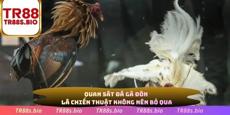 Quan sat đá gà đòn là chiến thuật không nên bỏ qua
