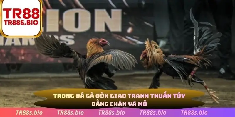 Trong đá gà đòn giao tranh thuần túy bằng chân và mỏ
